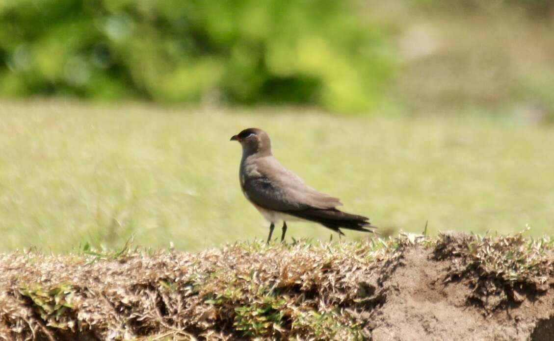 Image of Madagascan Pratincole