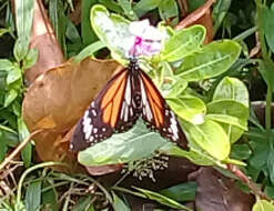 Image de Danaus (Anosia) melanippus subsp. hegesippus Cramer 1777