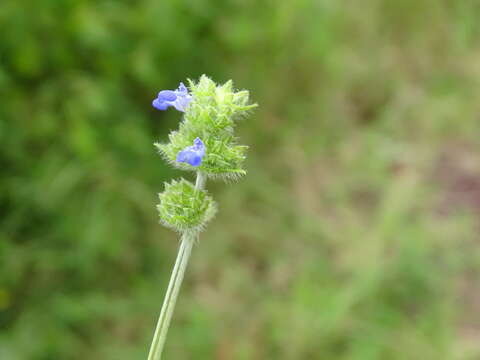 Imagem de Salvia lasiocephala Hook. & Arn.