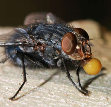 Image of Blue blowfly