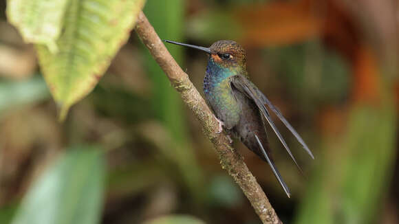 Image of Rufous-gaped Hillstar