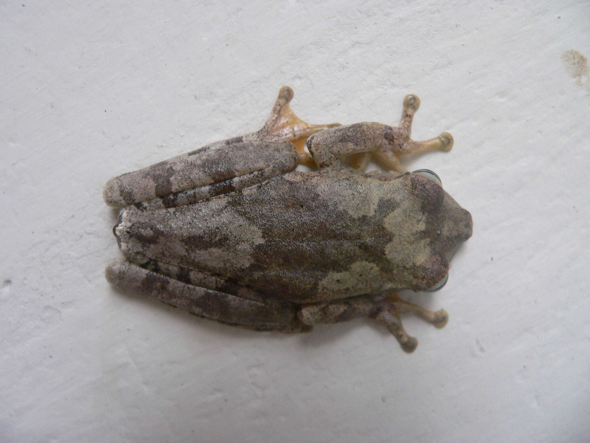 Image of Chirique-Flusse Treefrog