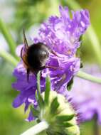 Image of Bombus hypnorum (Linnaeus 1758)