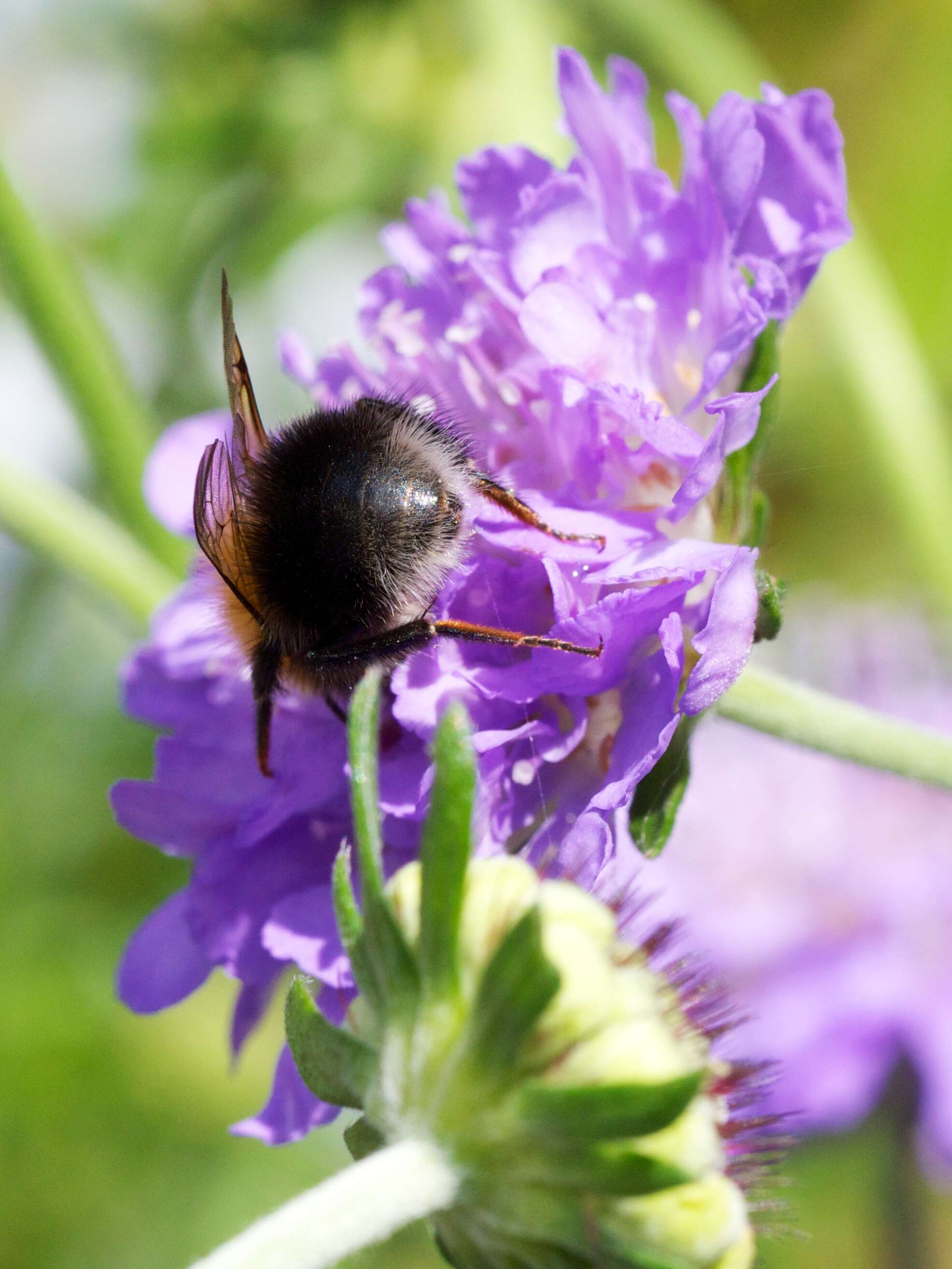 Image of Bombus hypnorum (Linnaeus 1758)