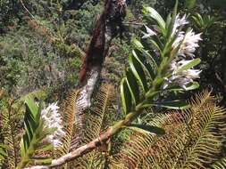 Image of Maxillaria biolleyi (Schltr.) L. O. Williams
