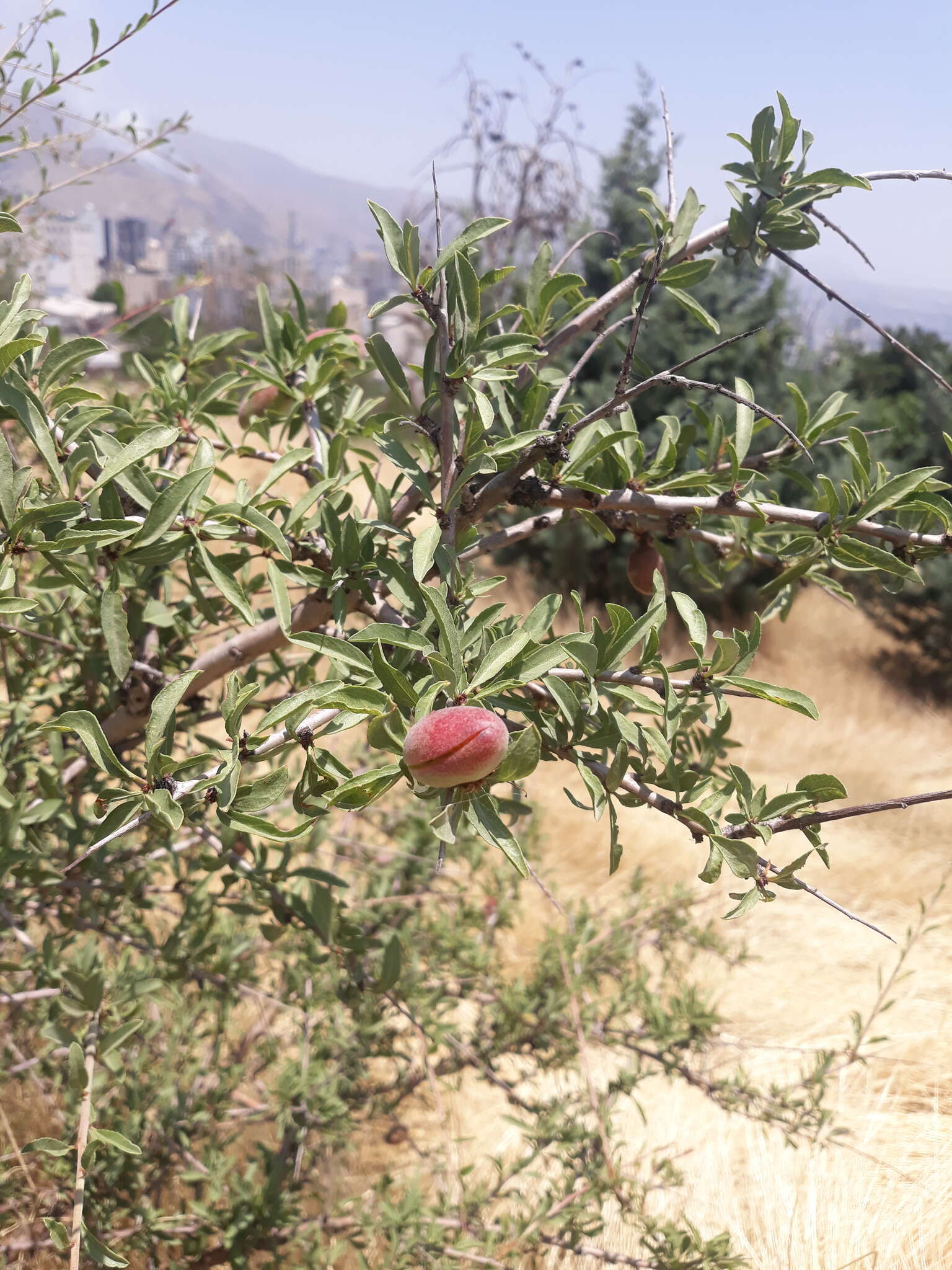 Imagem de Prunus webbii (Spach) Vierh.