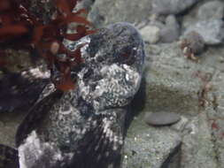 Image of Globe-headed Sculpin