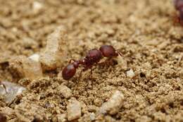 Image of Pogonomyrmex pima Wheeler 1909