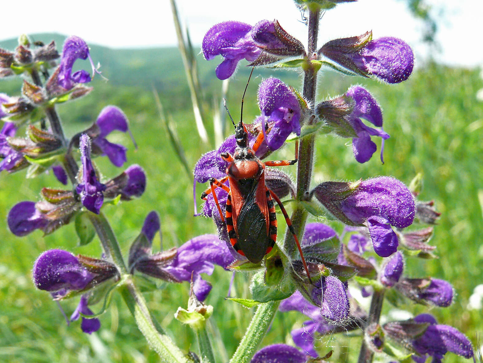 صورة Rhynocoris iracundus (Poda 1761)