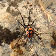 Image of Latrodectus tredecimguttatus (Rossi 1790)