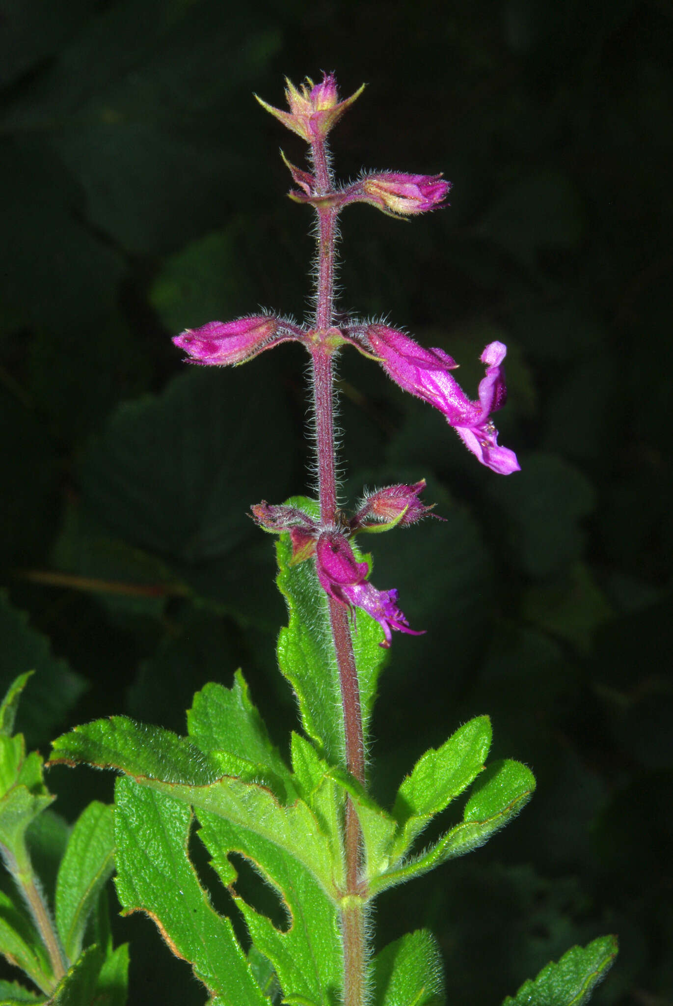 Ocimum serratum (Schltr.) A. J. Paton的圖片