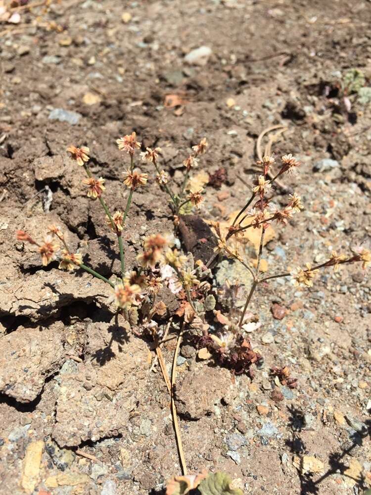 Image of goldencarpet buckwheat