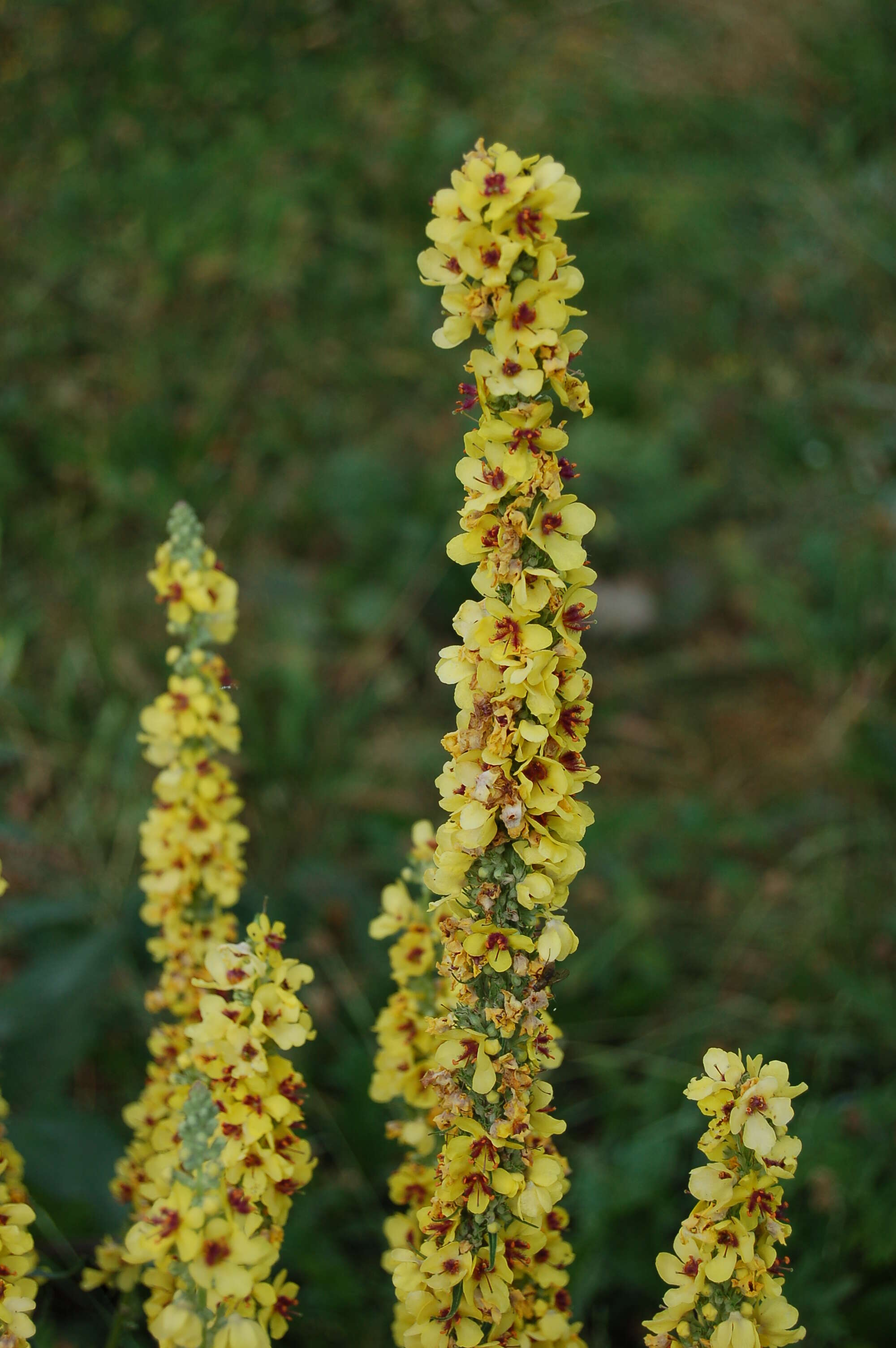 Verbascum nigrum L. resmi