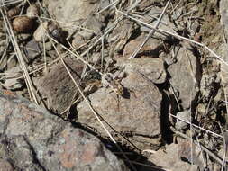 Image of Neocicindela latecincta (White 1846)