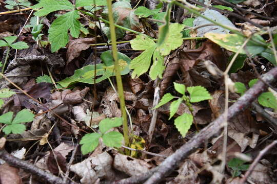 Image of Sanicula chinensis Bunge