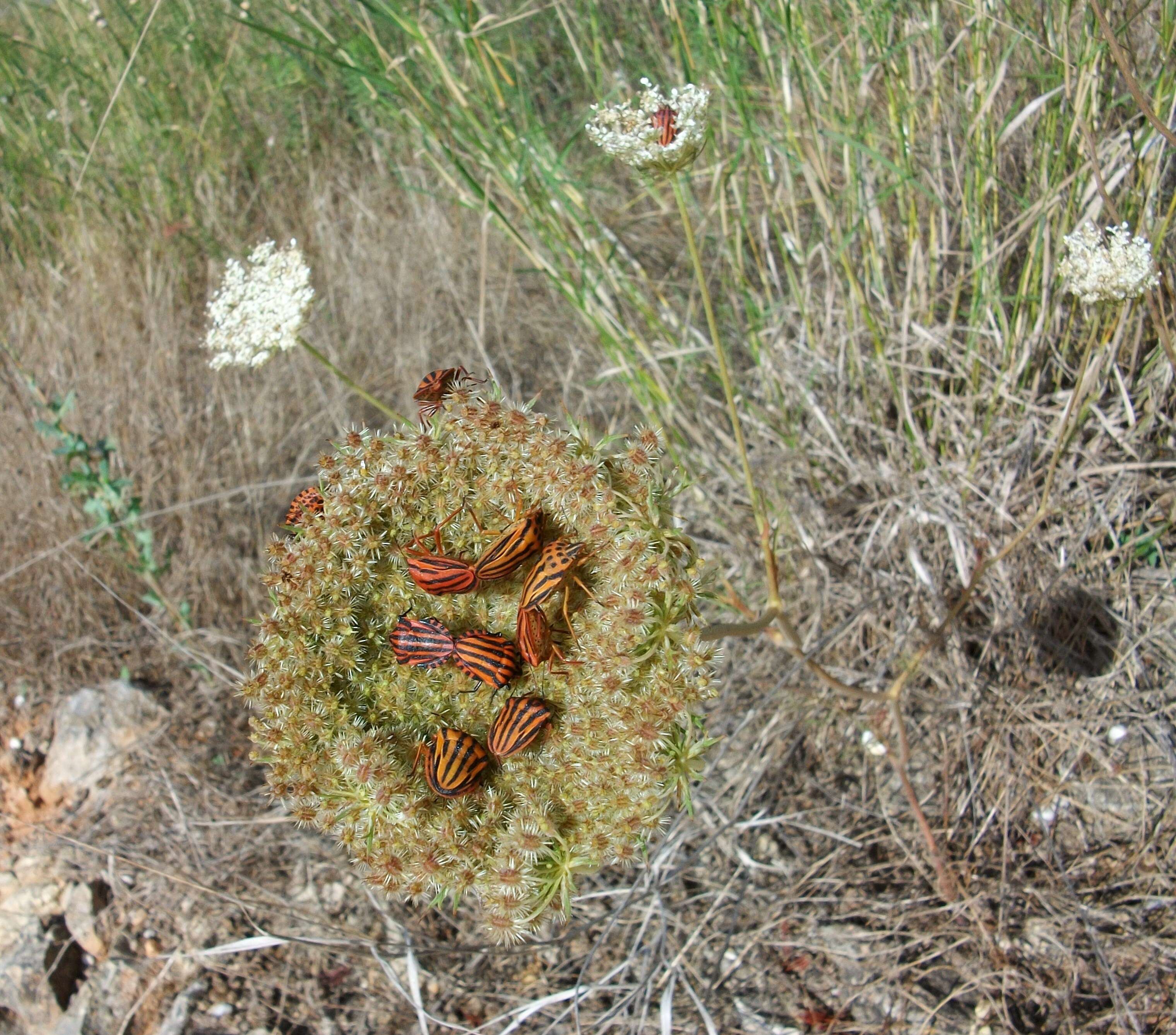 Image of <i>Graphosoma italicum</i>