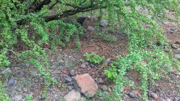 Image of Sonoran Collared Lizard