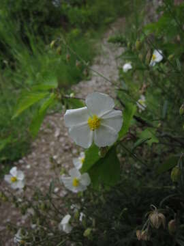 Image of White Rock-rose