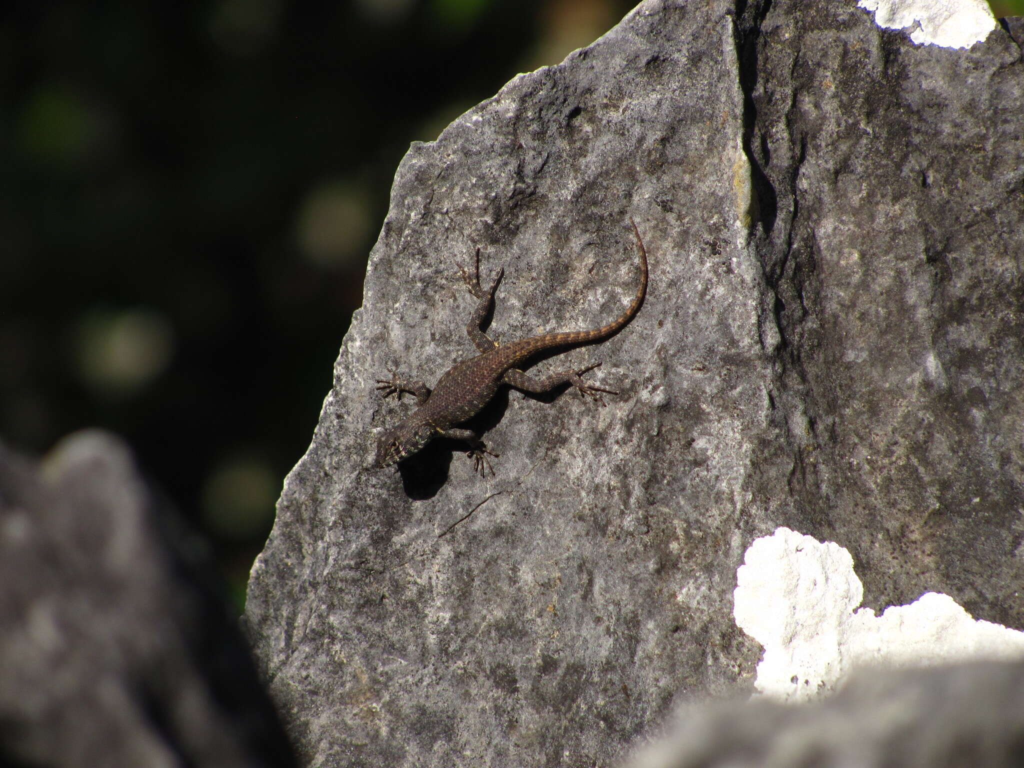 Imagem de Sceloporus pyrocephalus Cope 1864