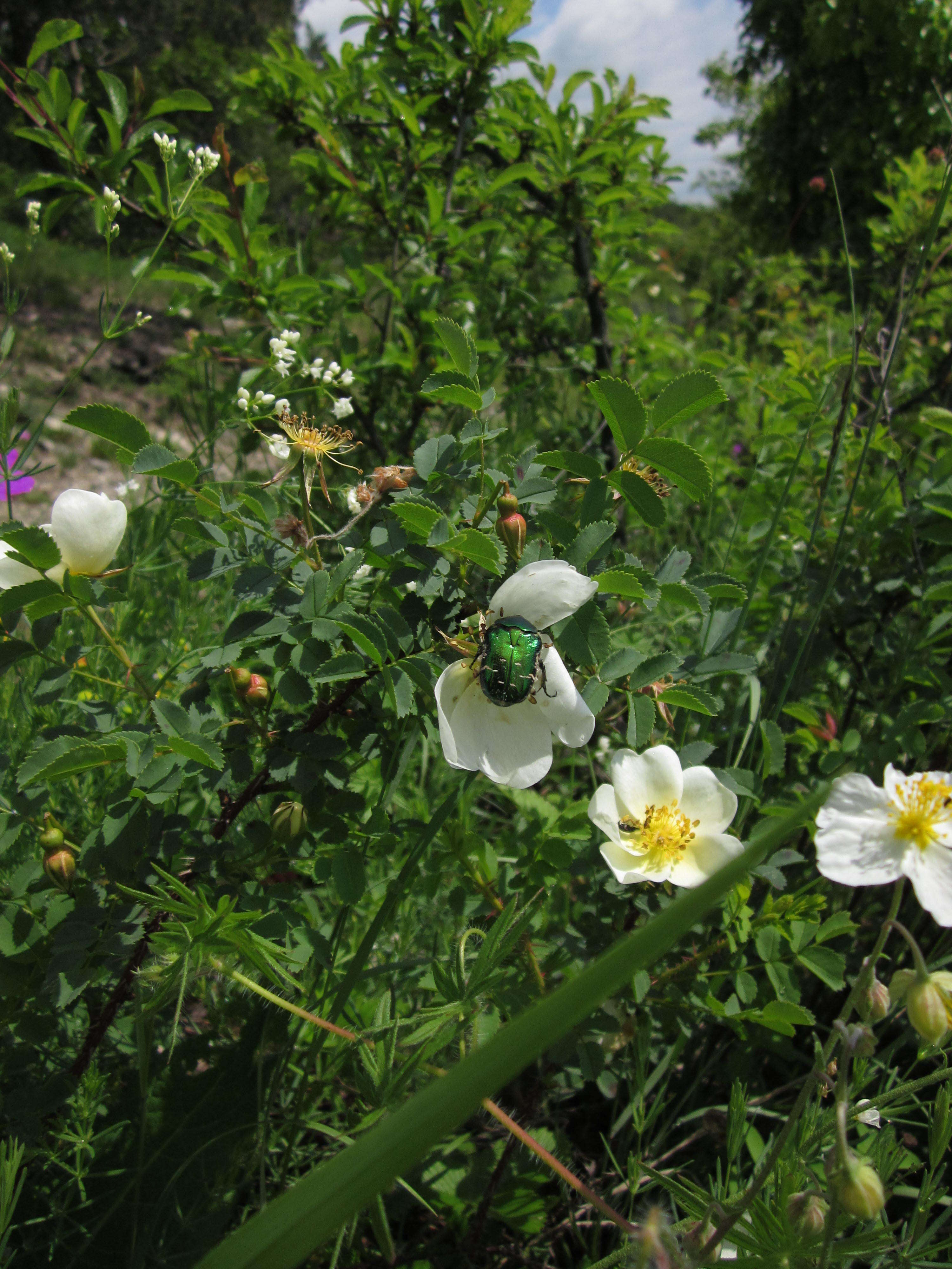 Image of dog rose