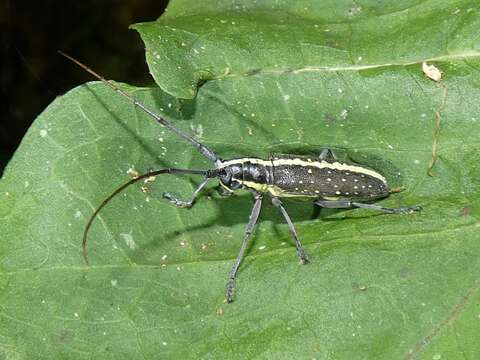 Слика од Neoptychodes candidus (Bates 1885)