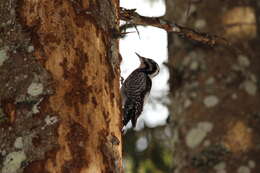 Image of Eurasian Three-toed Woodpecker