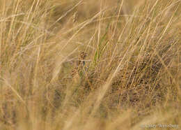 Image of Baird's Sparrow