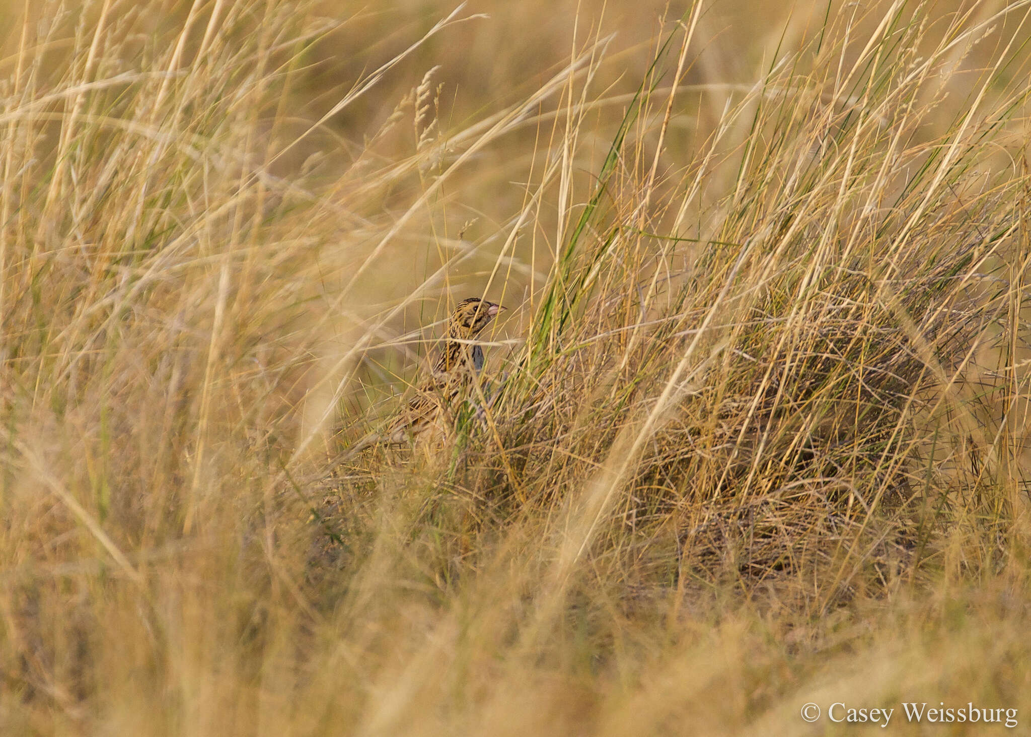 Image of Baird's Sparrow