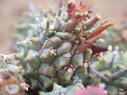 صورة Euphorbia multiceps A. Berger