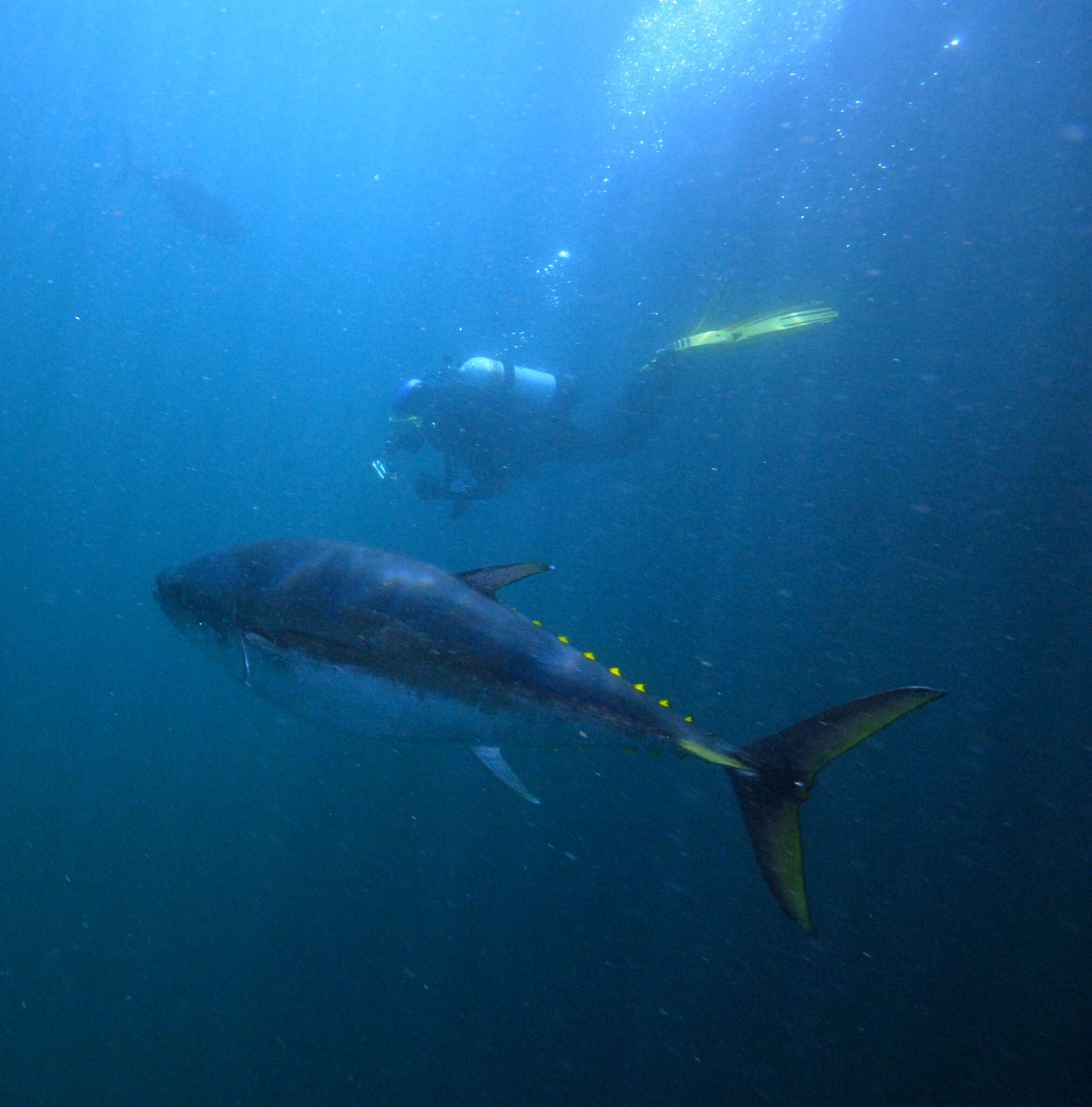 Image of Southern Bluefin Tuna