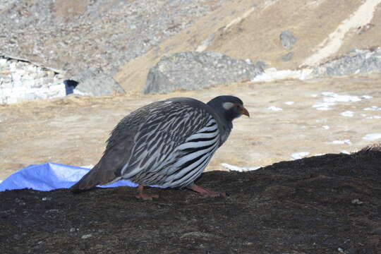 Image of Tibetan Snowcock