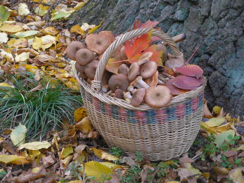 Image of Honey Fungus