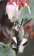 Image of Phaeton Primrose Sphinx