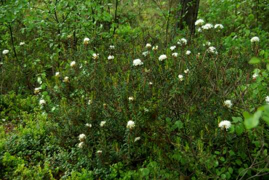 Imagem de Rhododendron tomentosum (Stokes) Harmaja