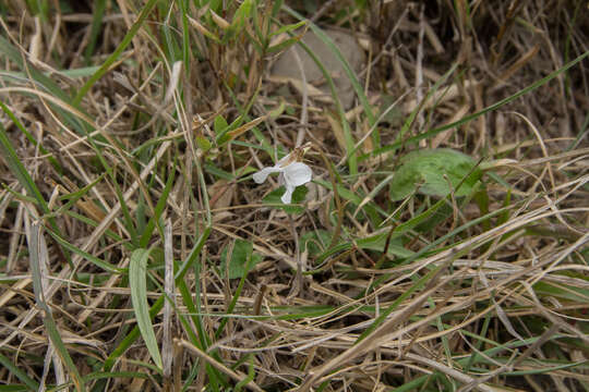 Image of Viola senzanensis Hayata