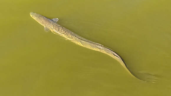 Image of Speckled longfin eel