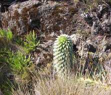 Image of Lobelia deckenii subsp. deckenii