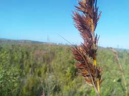 Image of Tetraria robusta (Kunth) C. B. Clarke