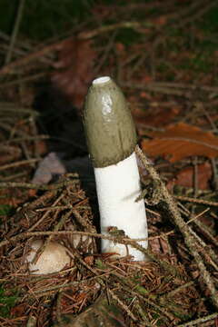 Image of Stinkhorn