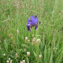 Image of Iris marsica I. Ricci & Colas.