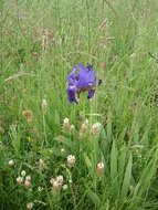 Plancia ëd Iris marsica I. Ricci & Colas.