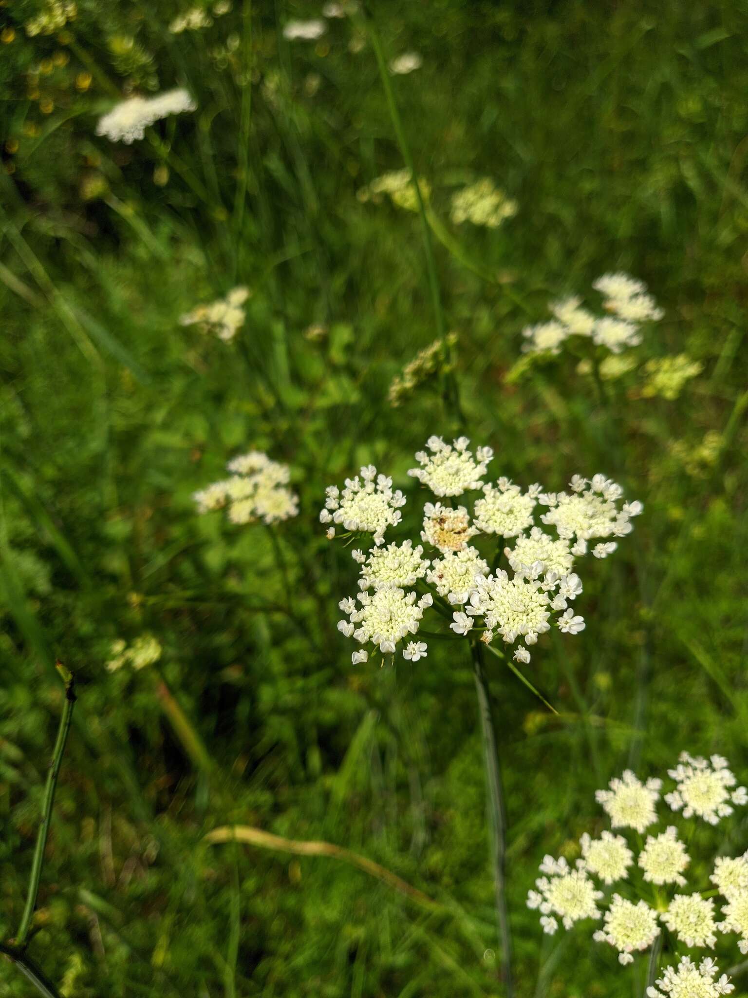 Imagem de Oenanthe pimpinelloides L.