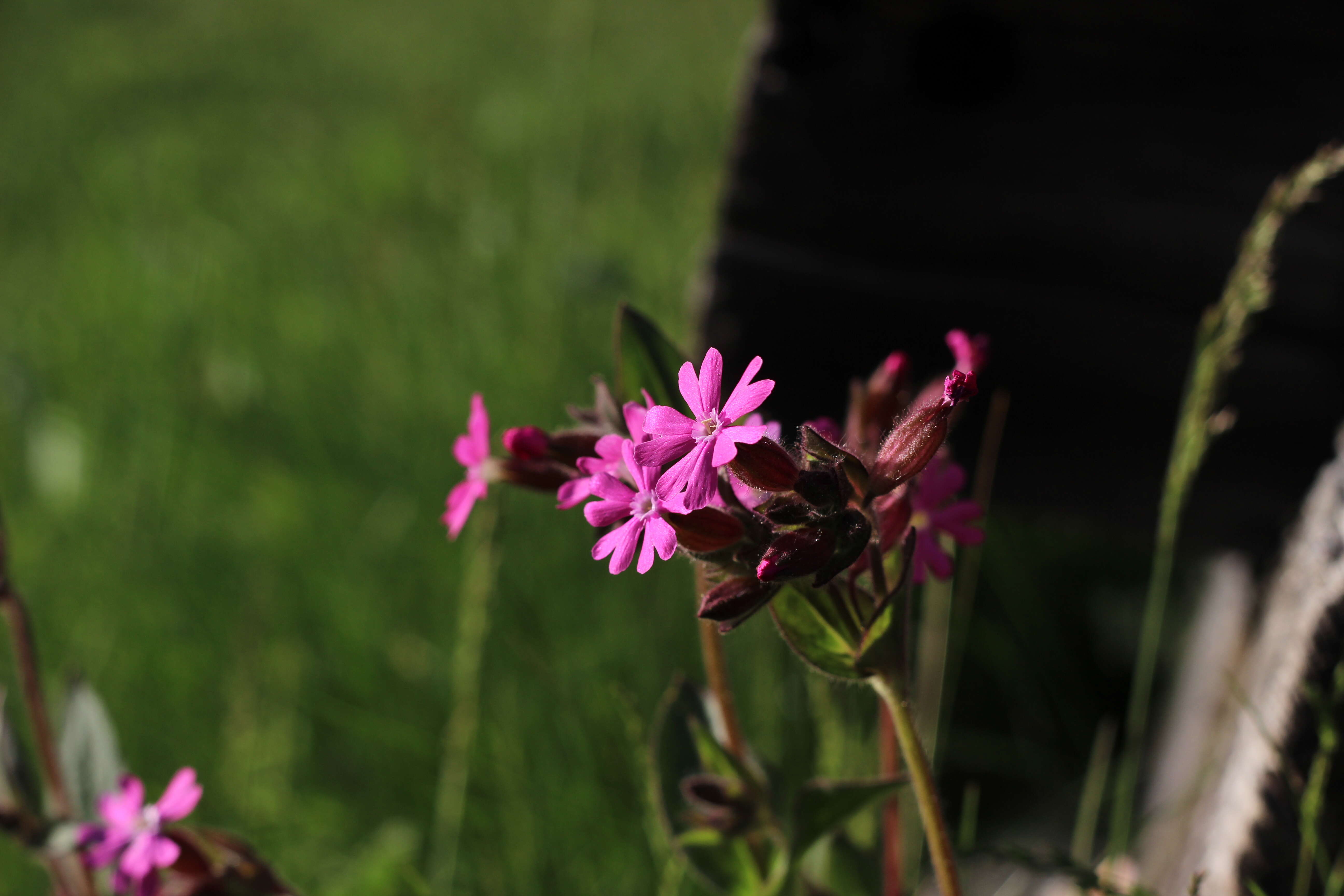 صورة Silene dioica (L.) Clairv.