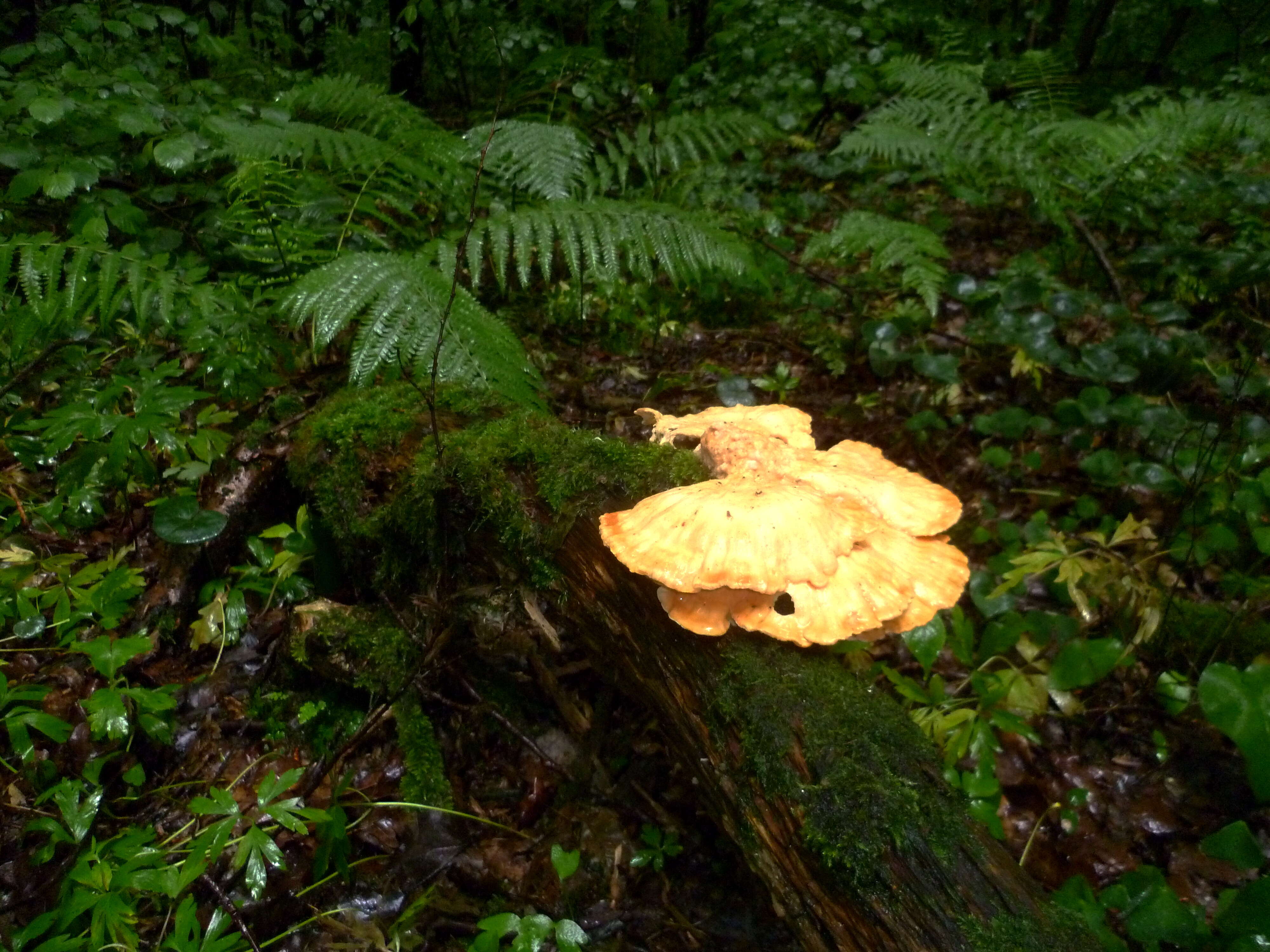 Image of Laetiporus