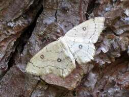 Image of birch mocha