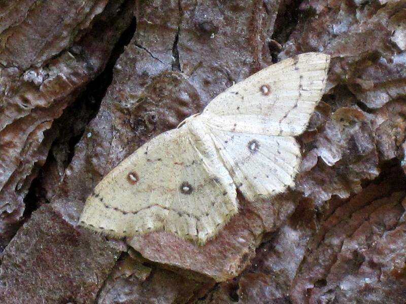 Image of birch mocha