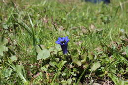 Image of Stemless Gentian