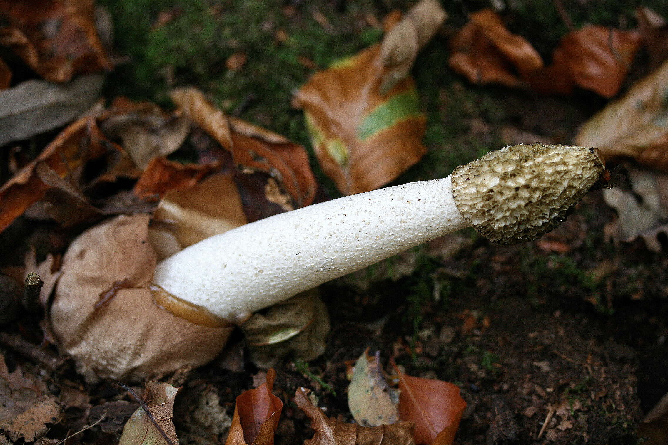 Image of Stinkhorn