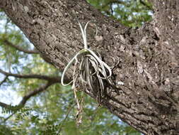 Image of Tillandsia duratii Vis.