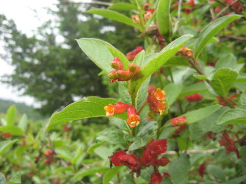 Imagem de Lonicera involucrata (Richards.) Banks ex Spreng.